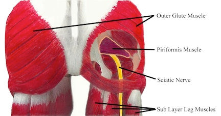 ischiasnerv, ischias, piriformis, syndrom, ryggradsjustering, hållning, renhållning